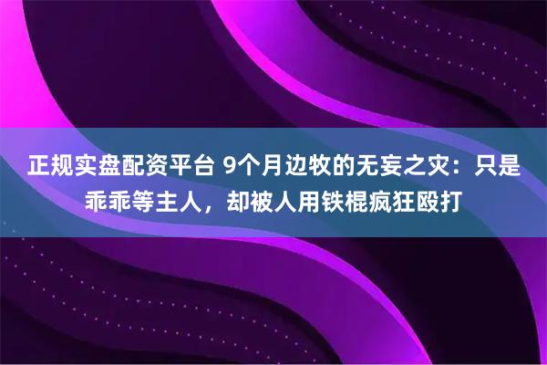 正规实盘配资平台 9个月边牧的无妄之灾：只是乖乖等主人，却被人用铁棍疯狂殴打